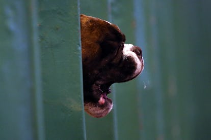 Why does my old dog wandering aimlessly?