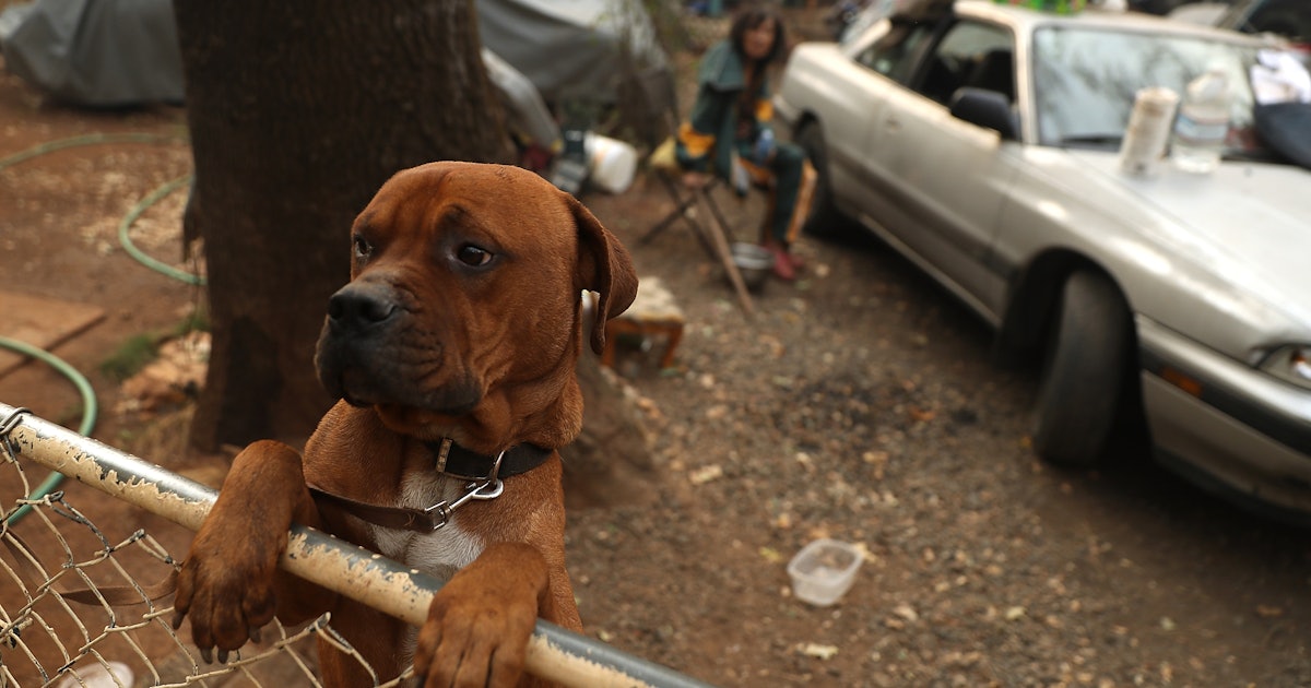 How To Help Animals In California Displaced By The Camp