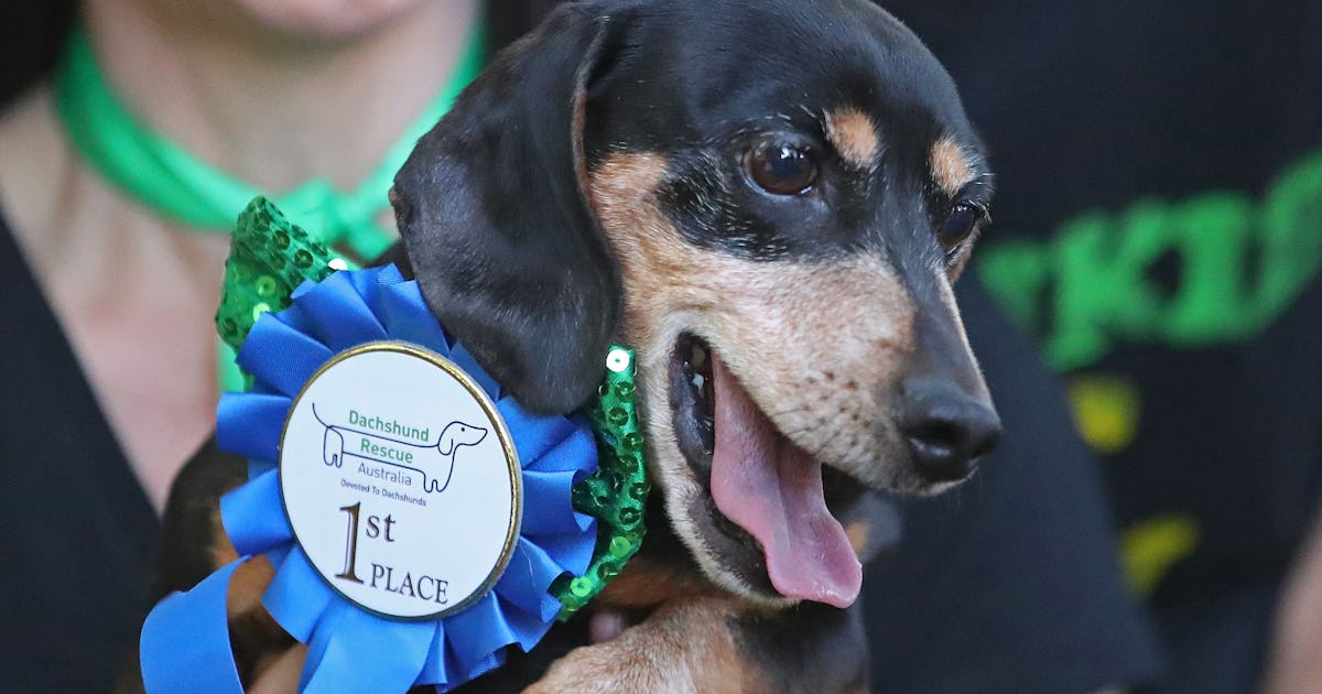 Your Dog's Best And Worst Personality Traits, Based On Their ...