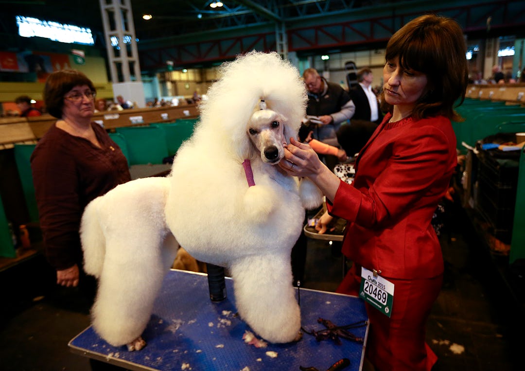 What Channel Is The 2018 National Dog Show On? Here's How To Watch The