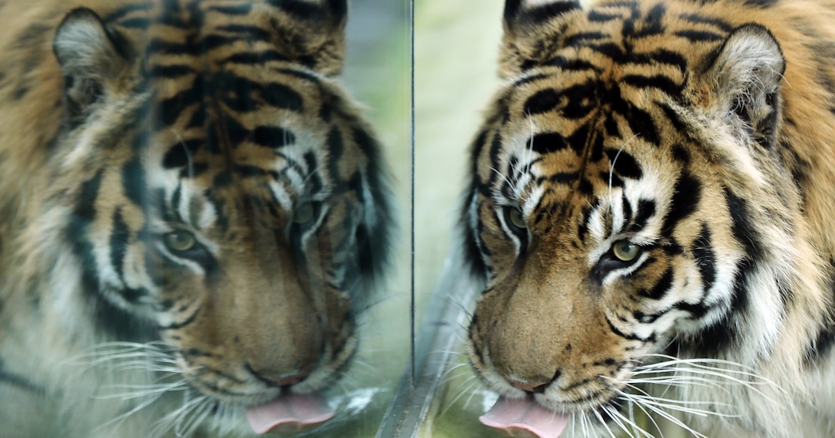 Why Do Cats Lick Themselves A New Study Has Shown How Their Super why-do-cats-lick-themselves-a-new-study-has-shown-how-their-super