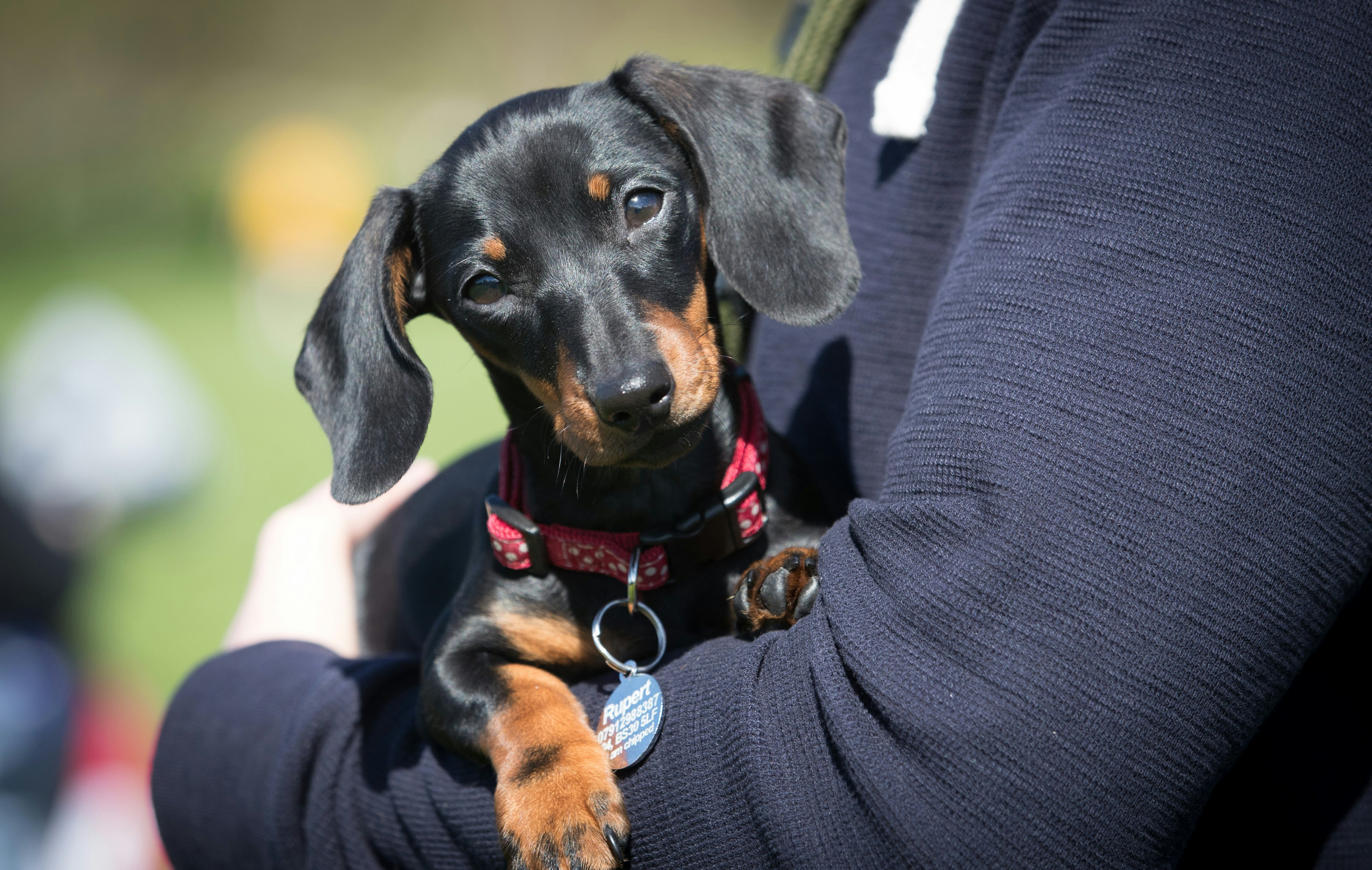 dachshund genetic testing