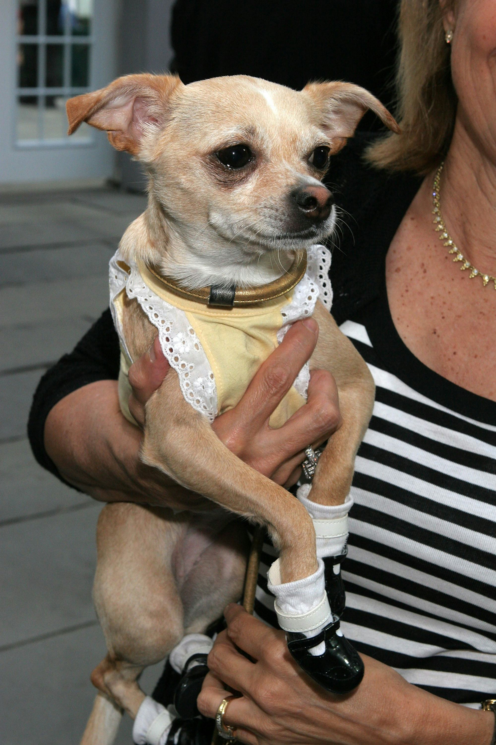 Lock Haven University’s Pet Friendly Dorms Are The First Of Its Kind In