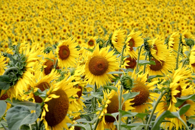 sunflowers, meaningful memorial tattoo ideas