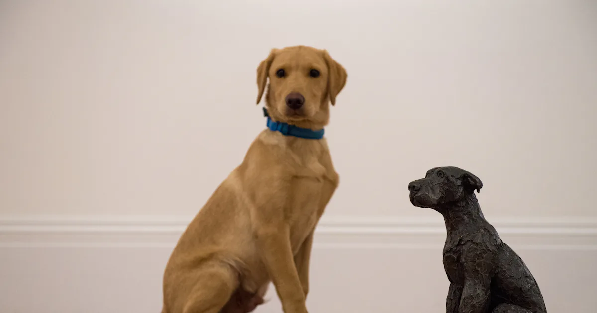 Stunning Dogs Eating Grapes Causing Illness image