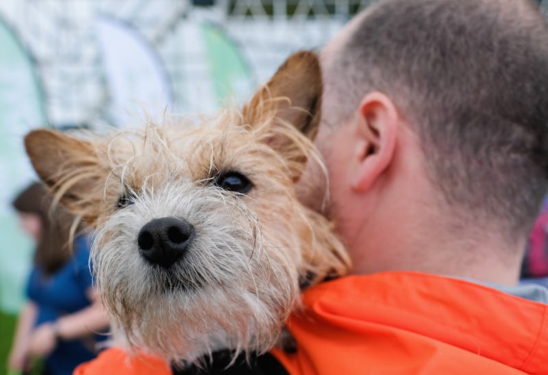 Are Weighted Blankets Safe For Dogs? Here’s What To Know Before Getting One