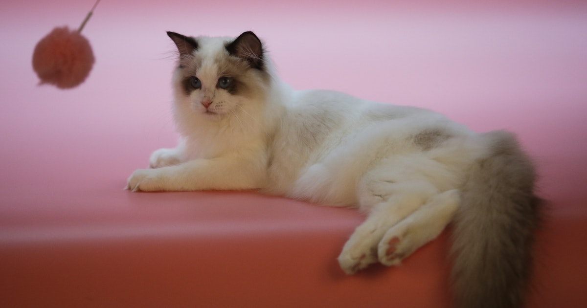 7 Ways To Tell If Your Cat Is Mad At You Because Yes Even Cats