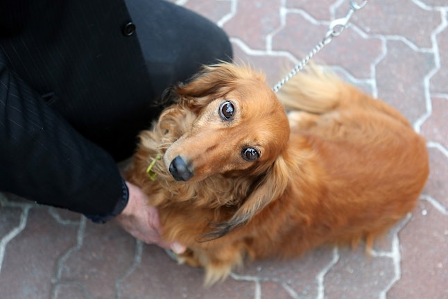 Are Weighted Blankets Safe For Dogs Here S What To Know