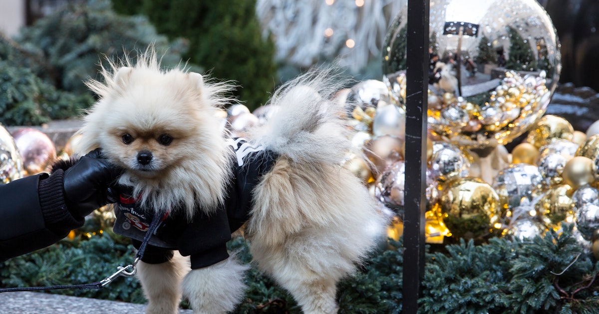 What Does The Year Of The Dog Mean Chinese New Year 2018 Will Bring A Mixed Bag Of Luck For All Signs