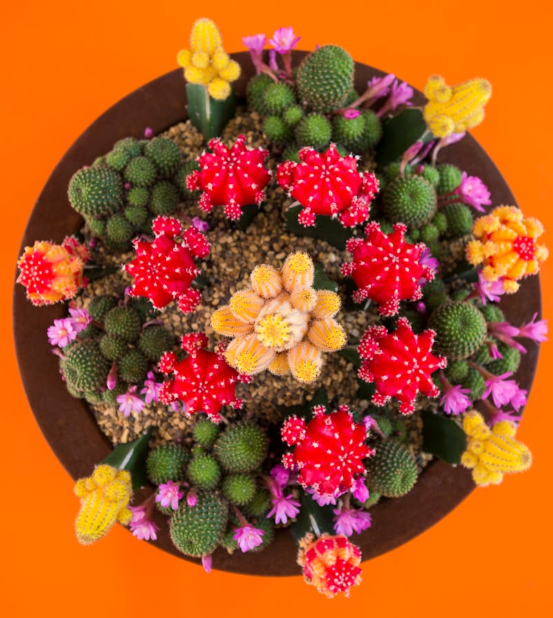 Amazon’s New Plant Store Is Going To Be Your New Fave Online Shopping Spot