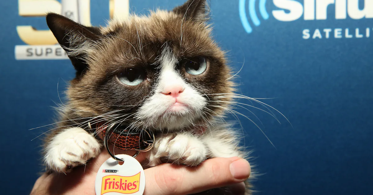 Grumpy Cat High Grumpy Cat Makes $42,000 a Year, Which Is About As Much As A High ...