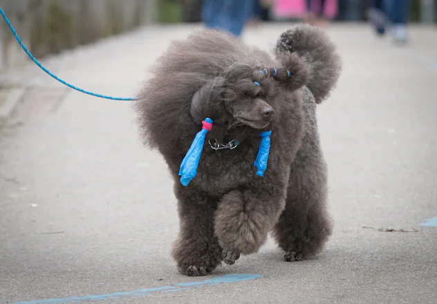 7 Small, Kid-Friendly Dog Breeds That'll Make Everyday Cuddle Day