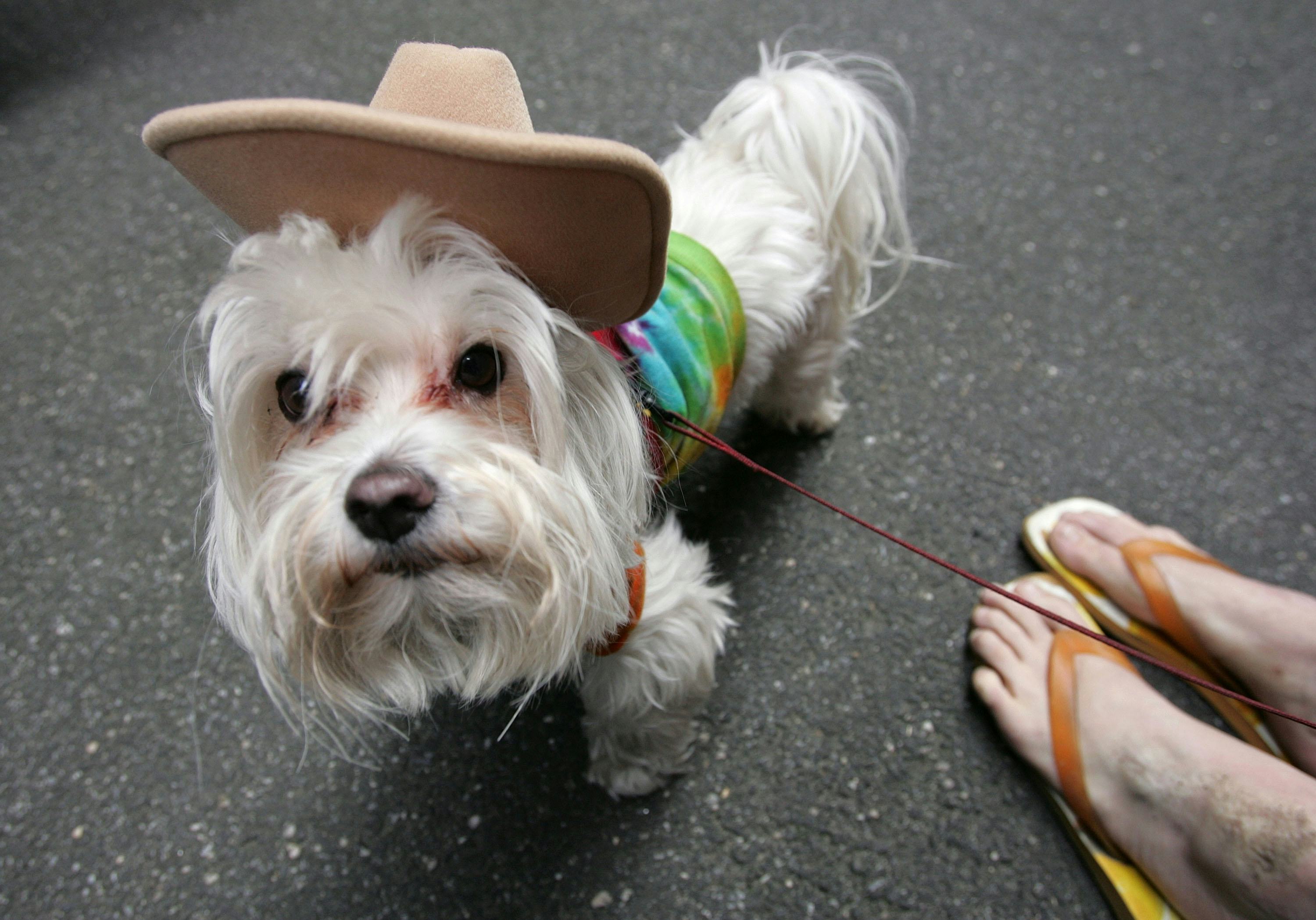 11 Best Dog Breeds For Travel, So You Always Have An Adventure Buddy