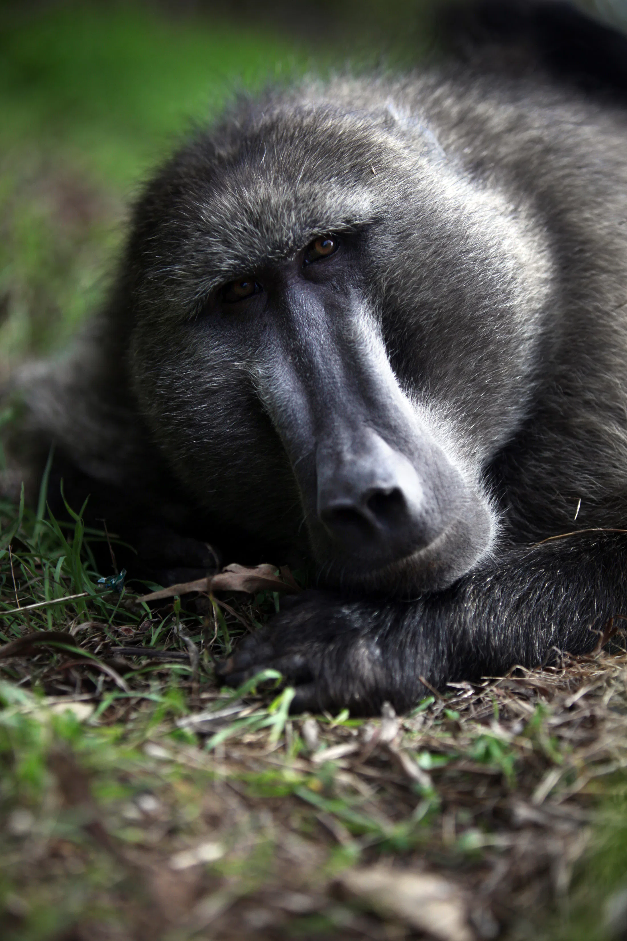8 Animals Who Look Like They're Smiling Will Have You Fallin' In Love ...