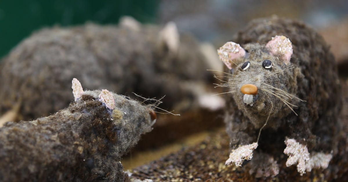 Viral “Shower Rat” Video Actually Shows A Pacarana, An Enormous South ...