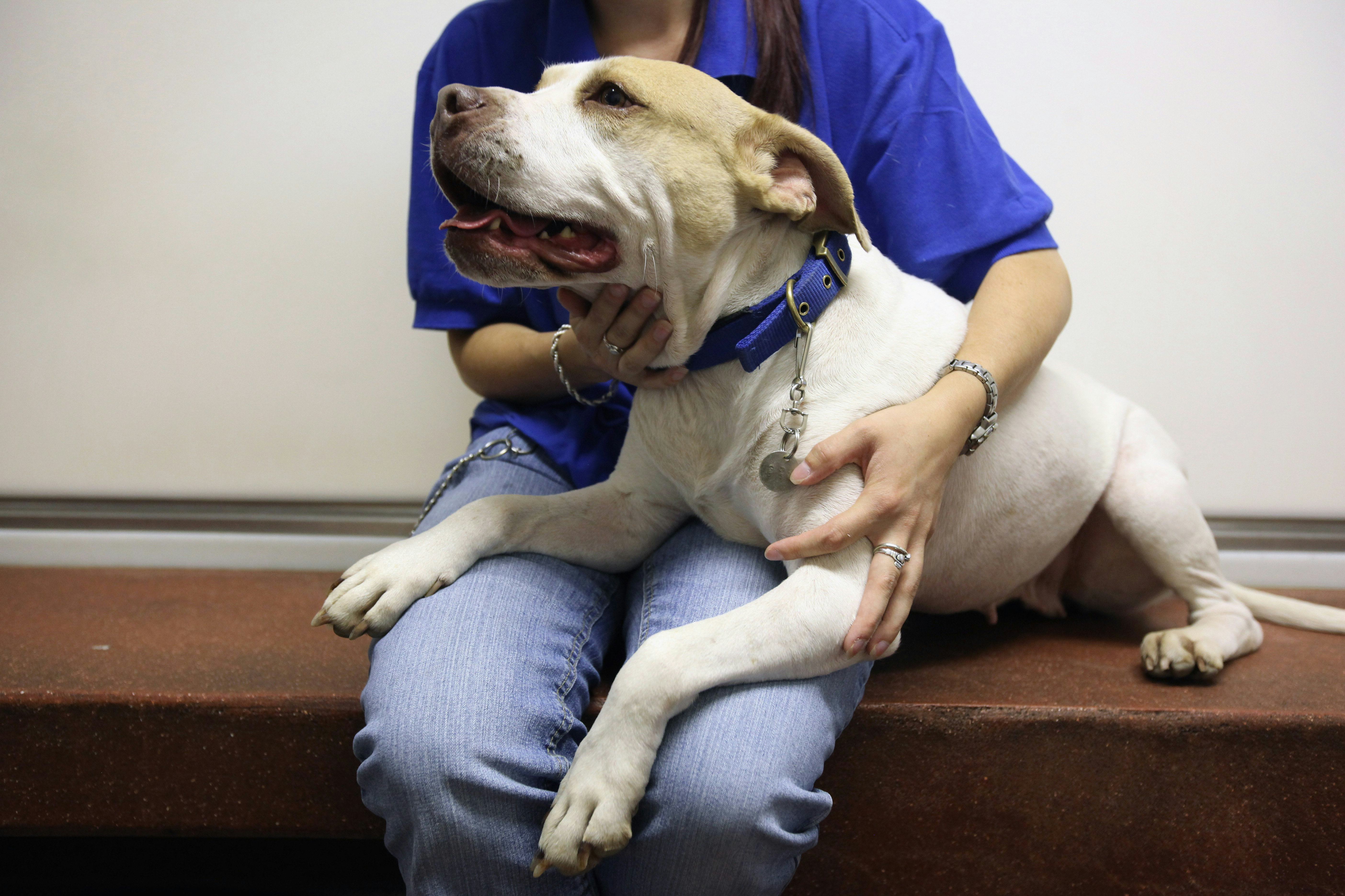 dogs for kids with anxiety