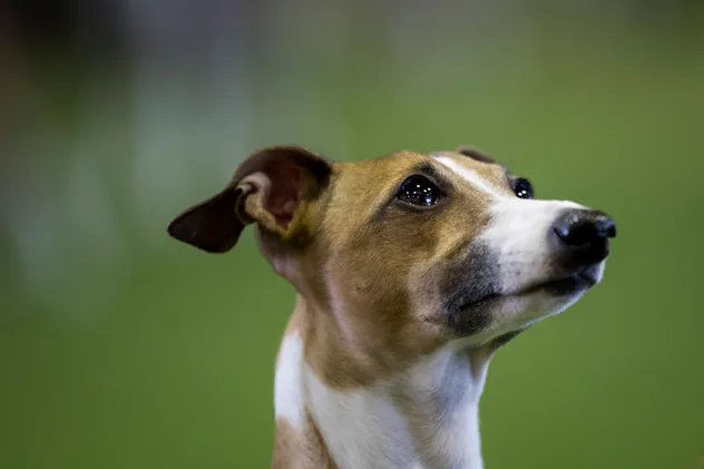 The 9 Best Indoor Dogs For Homebodies