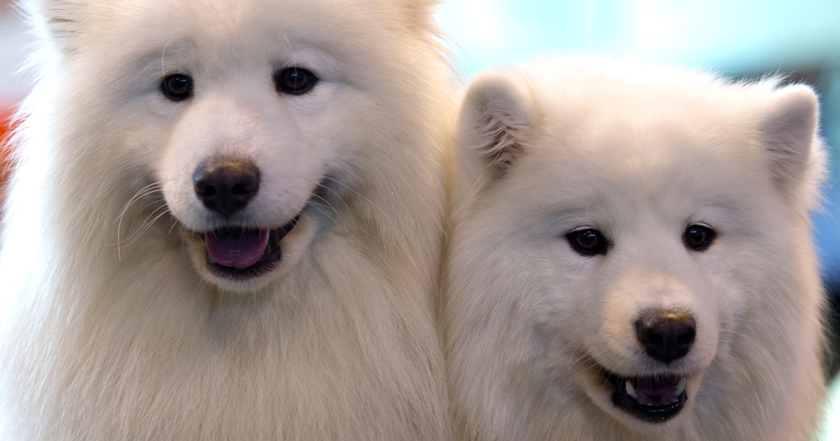 20 Best Dog Breeds For People With Allergies Because There Is