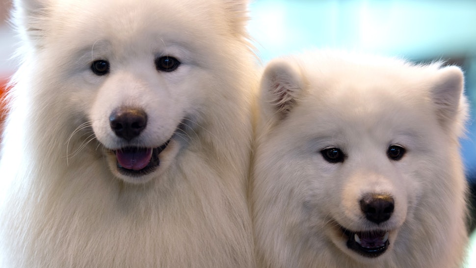 20 Best Dog Breeds For People With Allergies Because There Is