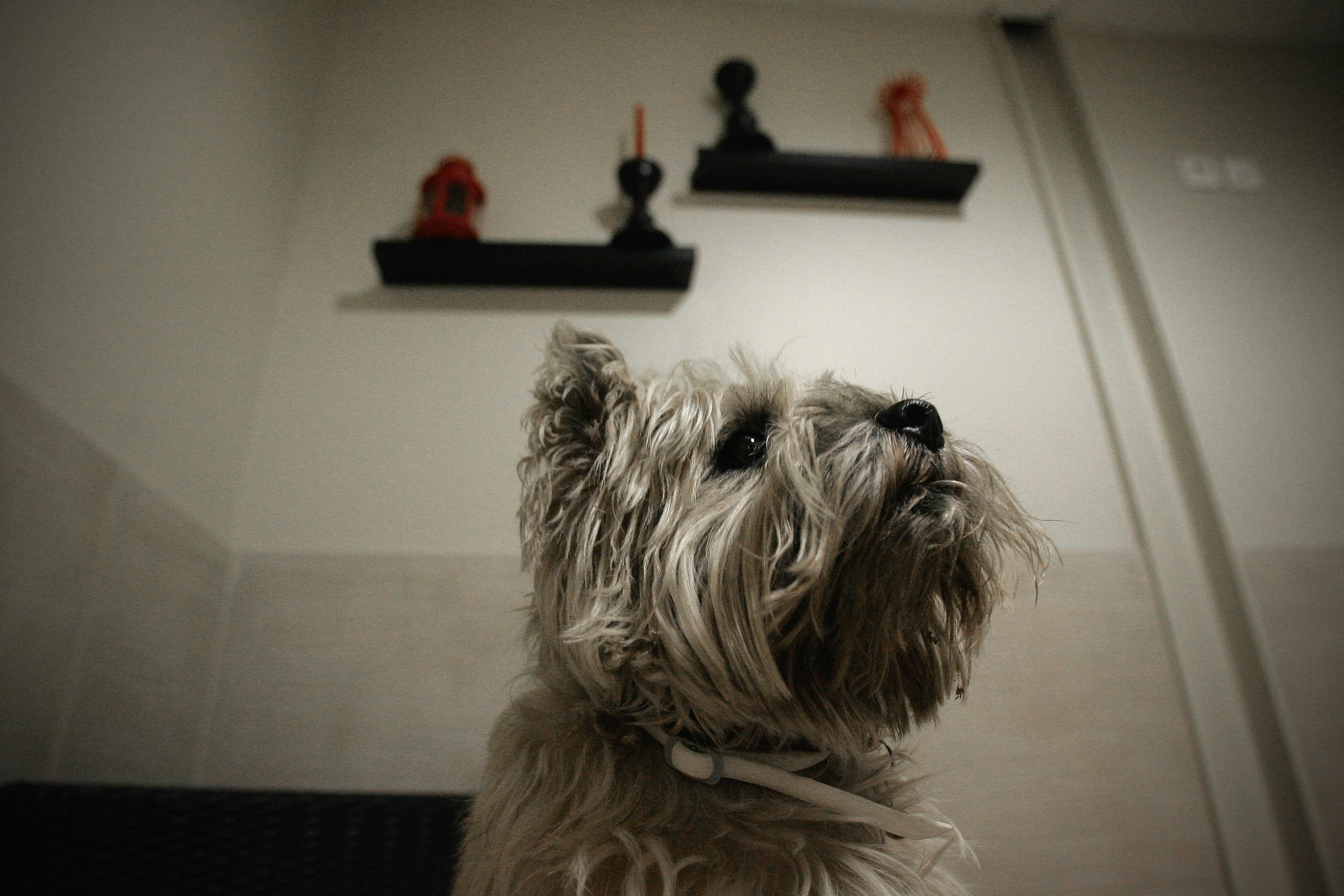 12 Dog Breeds That Can Be Left Alone