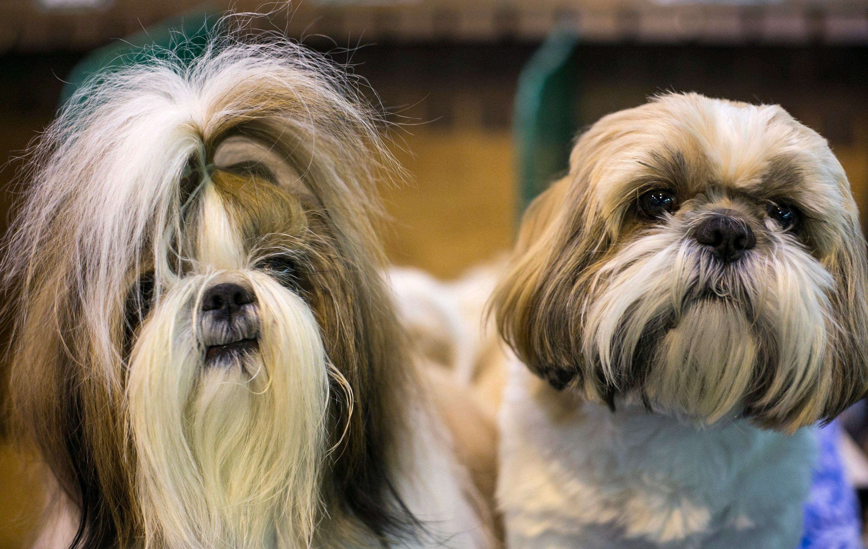 20 Best Dog Breeds For City Living