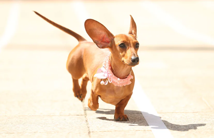 The 9 Best Indoor Dogs For Homebodies