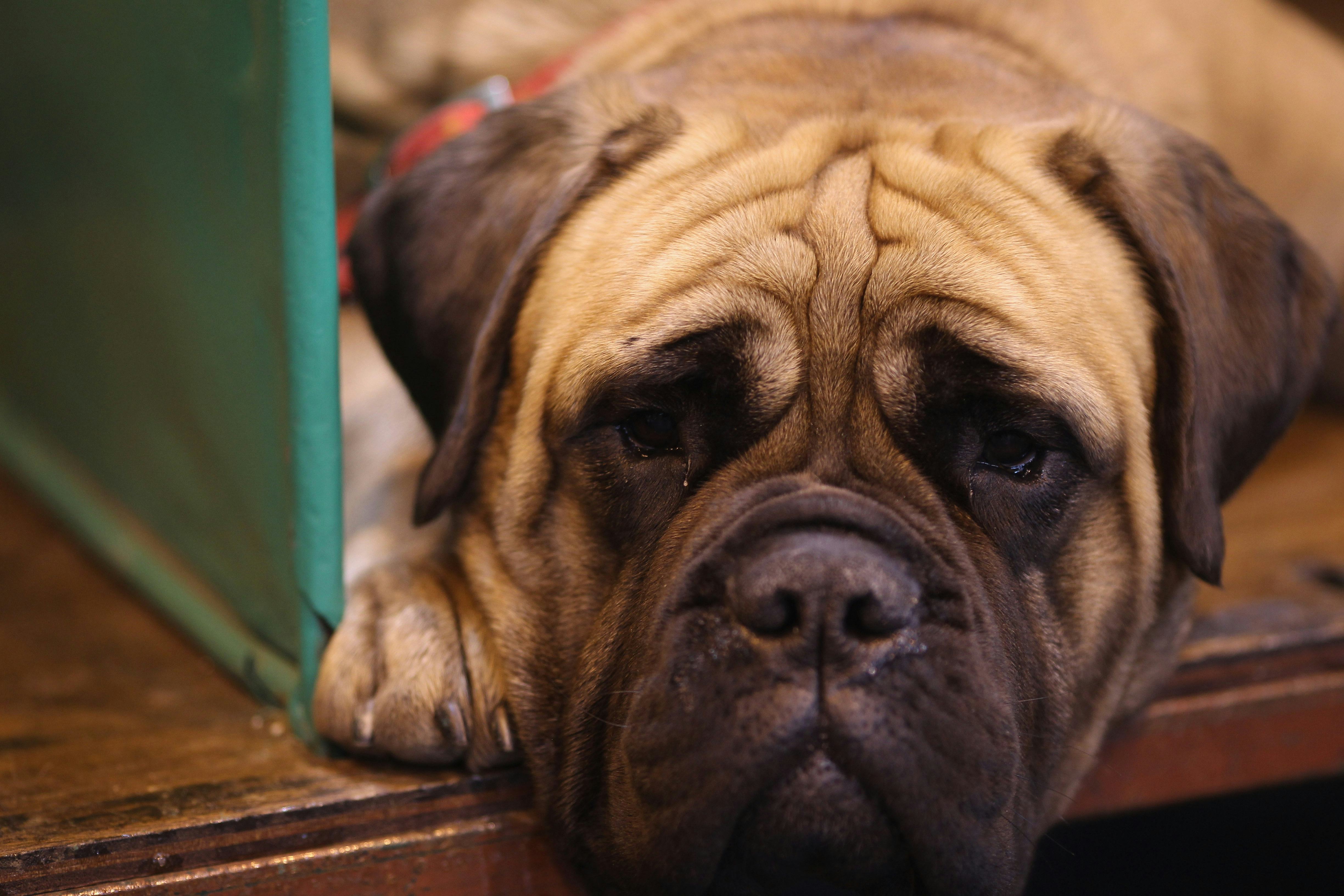 20 Best Dog Breeds For City Living