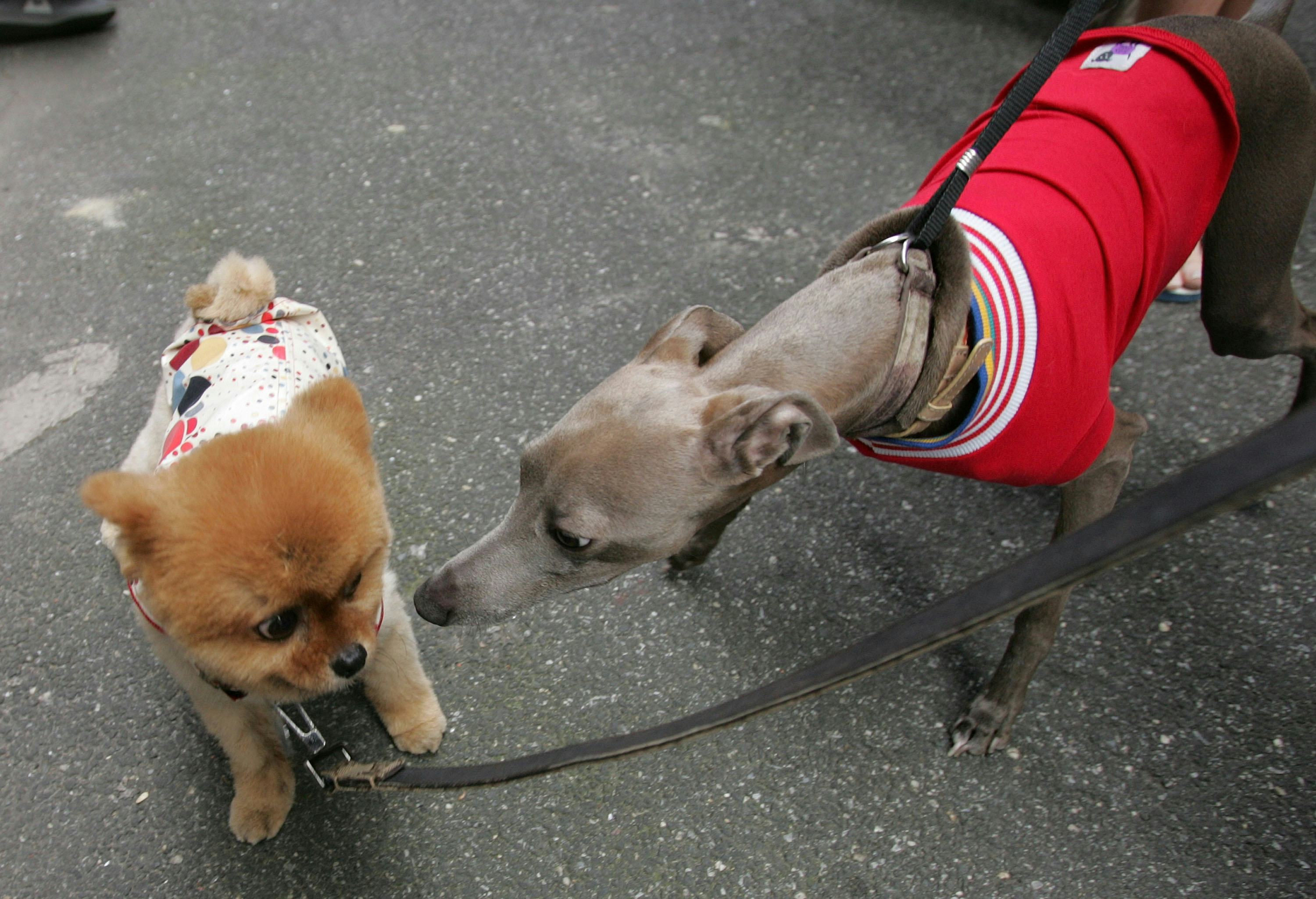 20 Best Dog Breeds For City Living