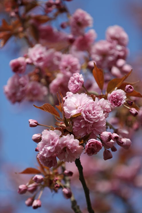 Cherry blossoms on a tree branch with a blue sky in the background