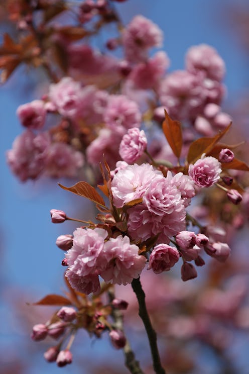  Cherry blossoms on a tree branch with a blue sky in the background