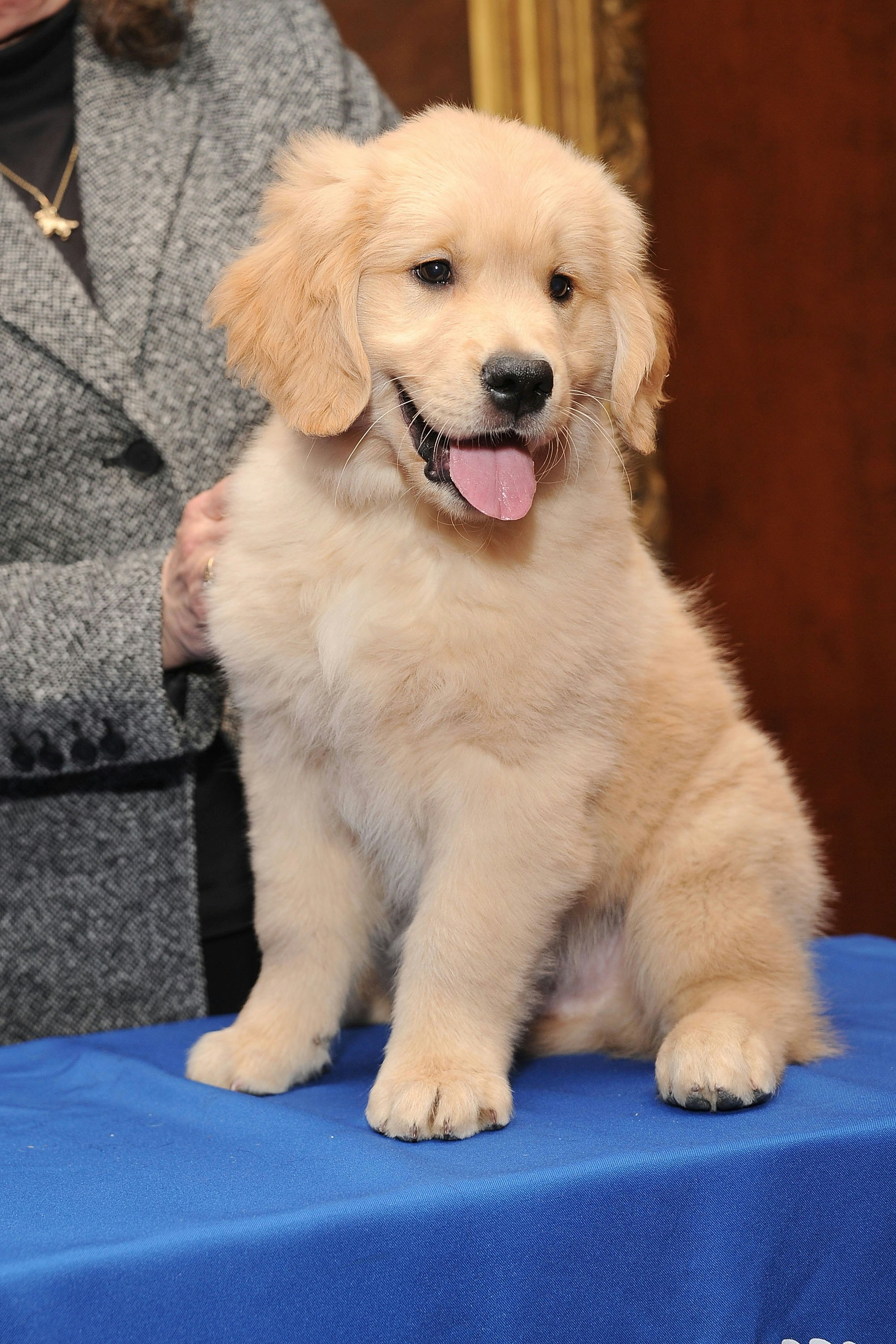 hypoallergenic dogs for adoption near me