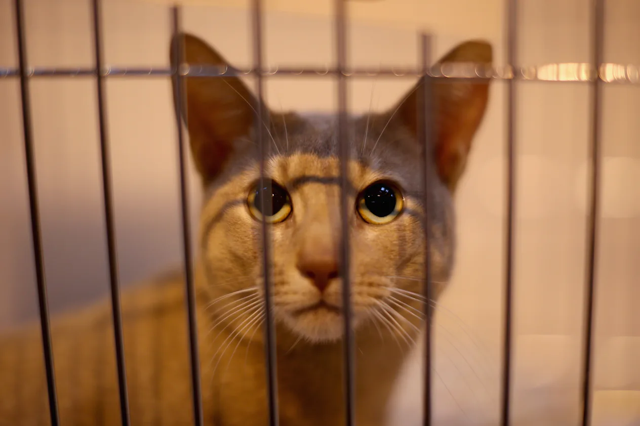 15 Cat Breeds For Extroverts That You Should Consider Adopting