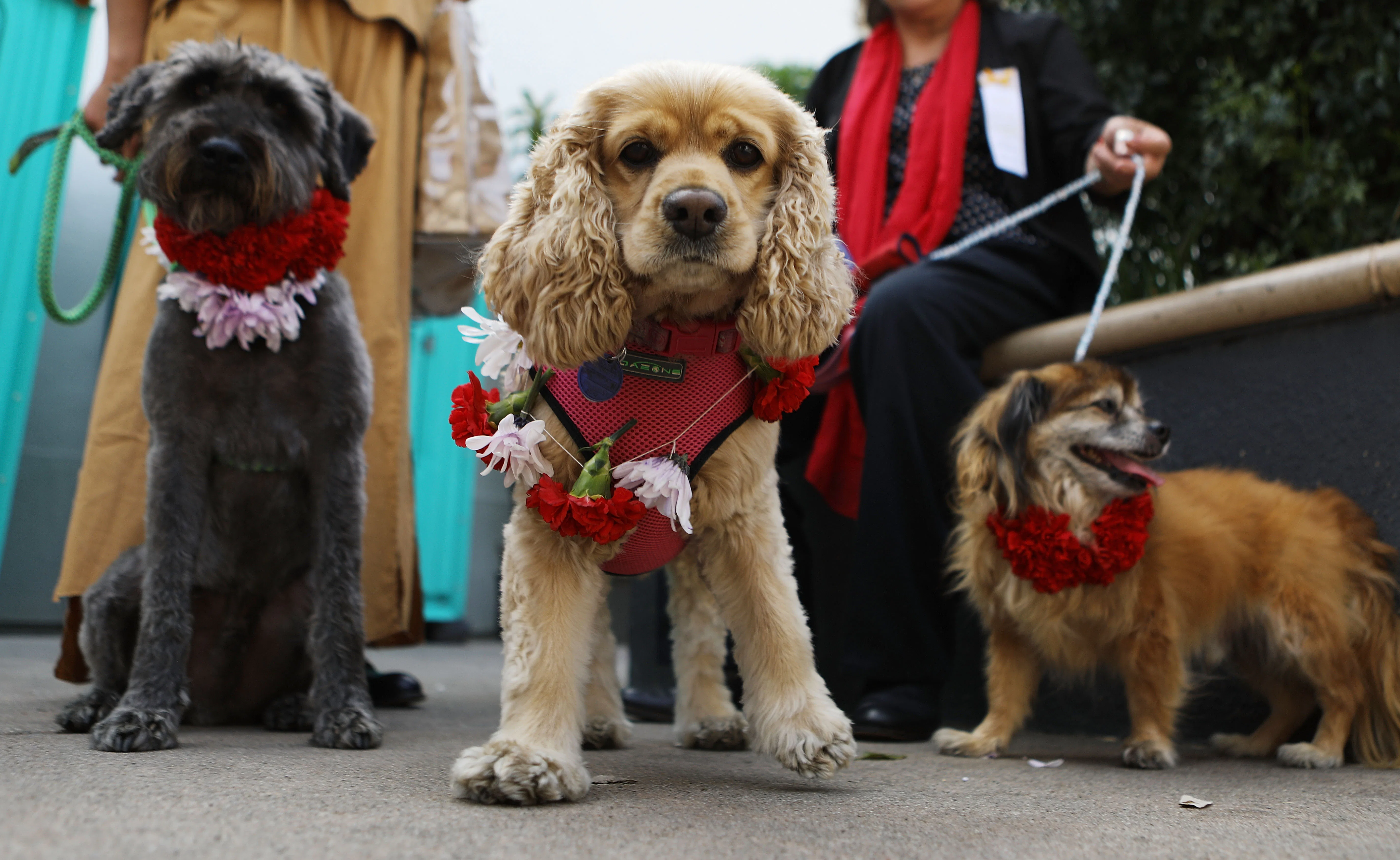 my dog is hiding and acting strange