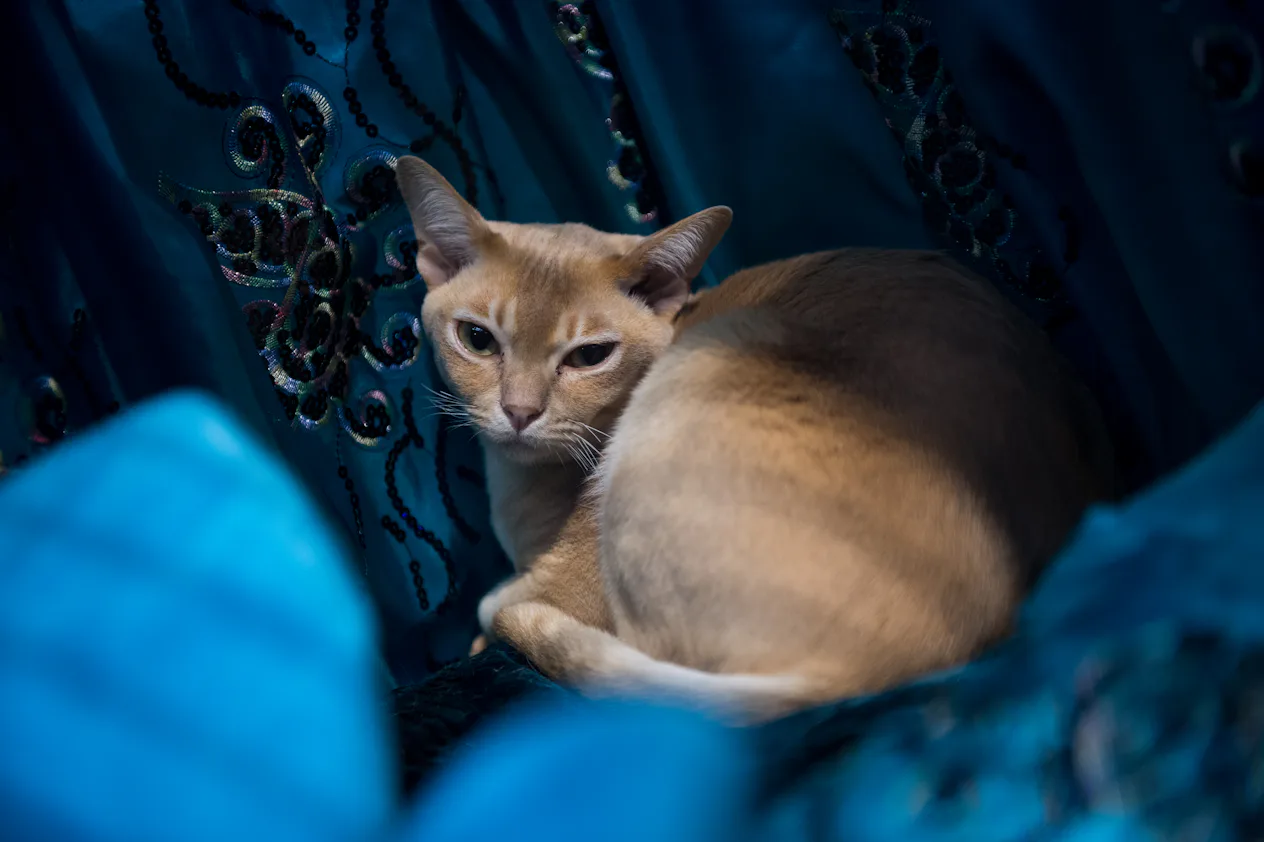 15 Cat Breeds For Extroverts That You Should Consider Adopting