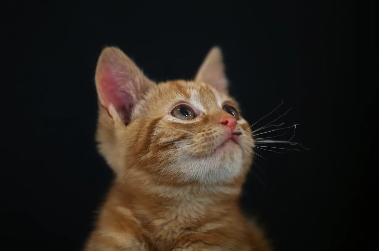 15 Cat Breeds For Extroverts That You Should Consider Adopting