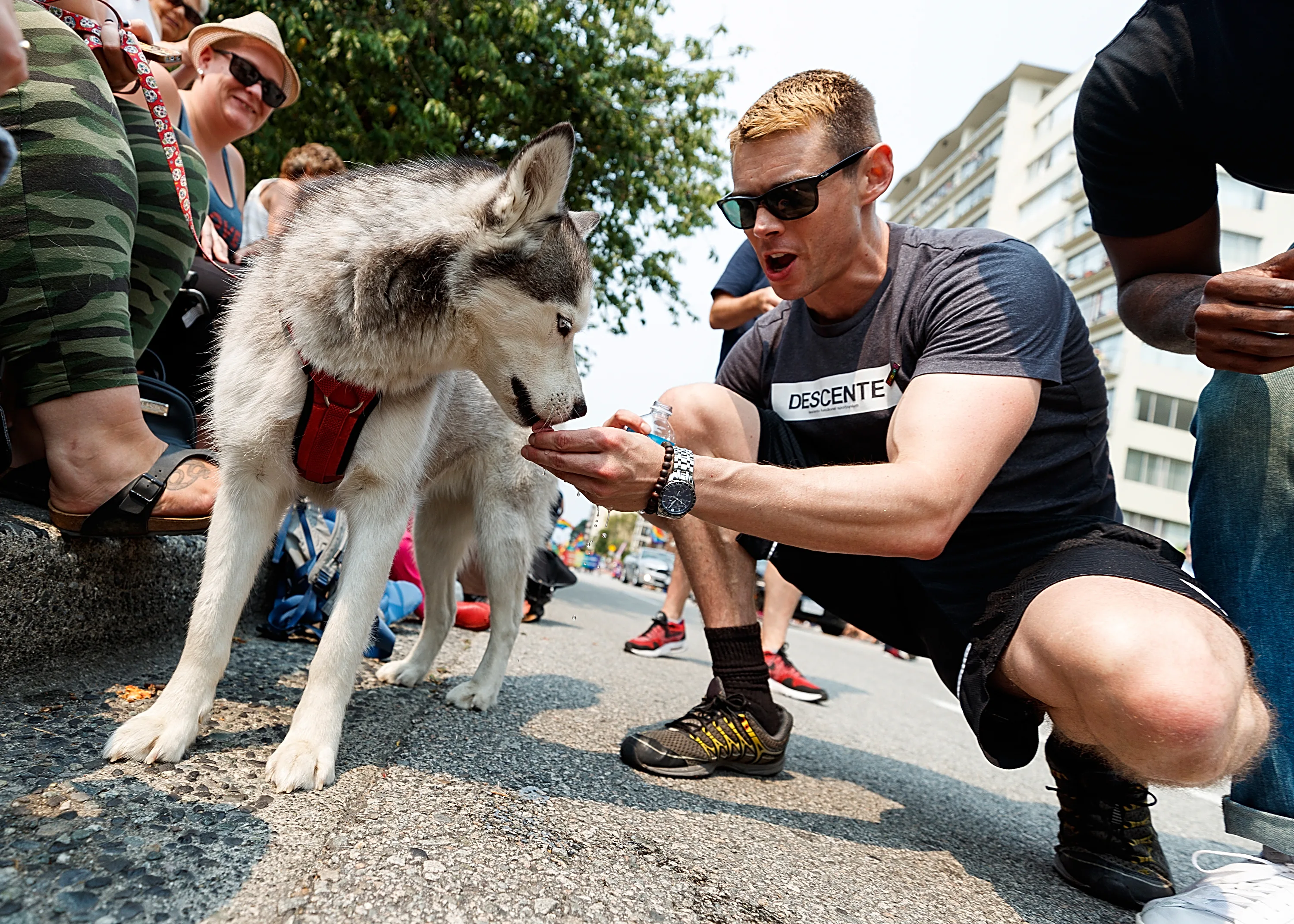 my dog is hiding and acting strange