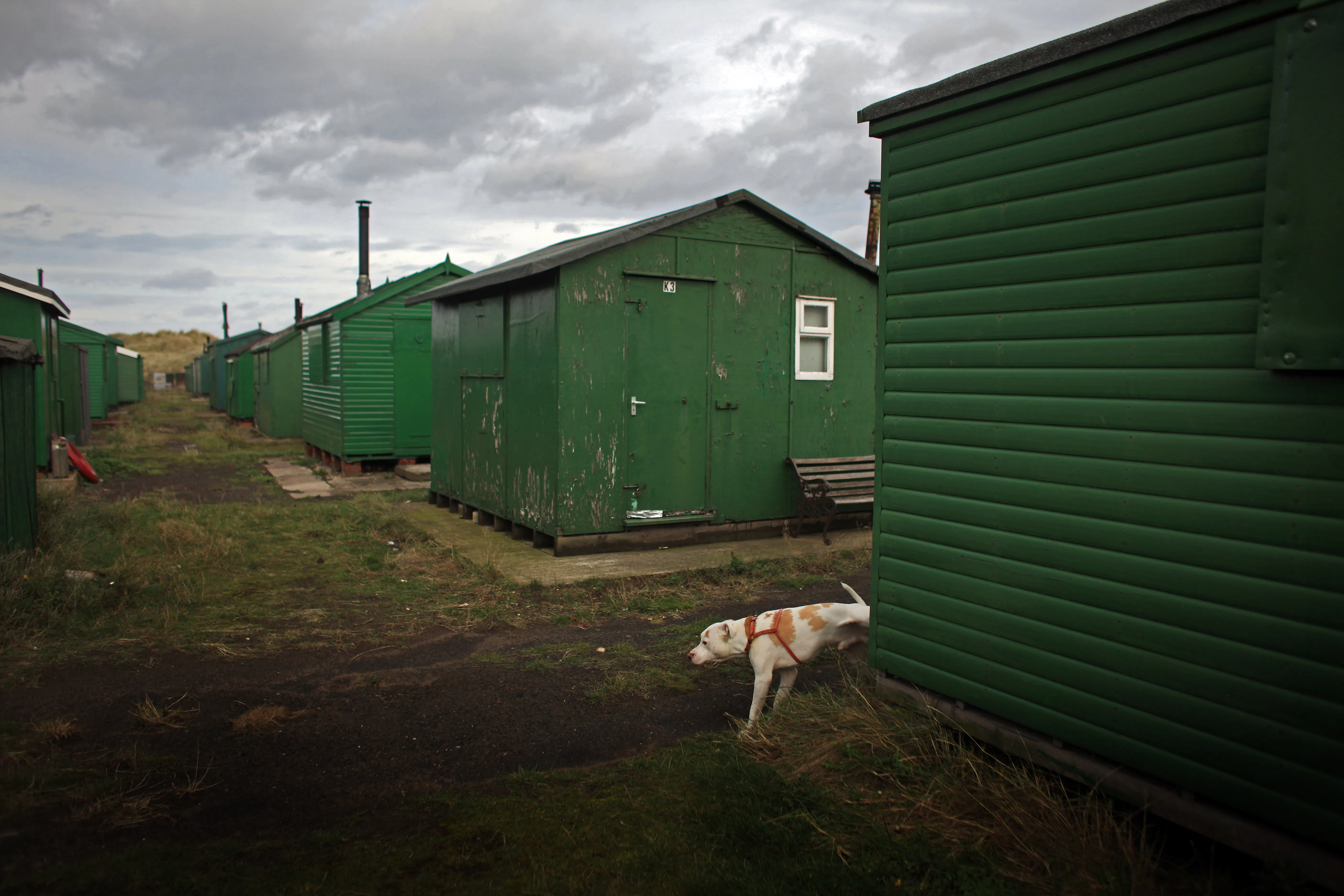 my dog is hiding and acting strange