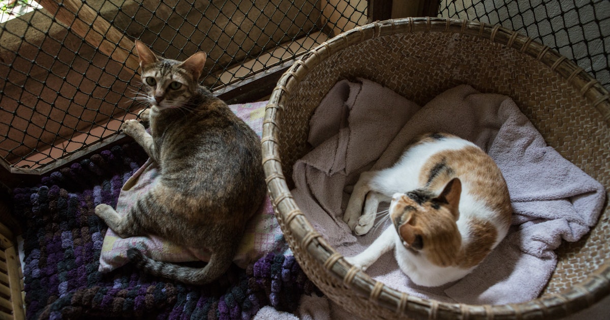7 Signs Your Cat Might Be Pregnant That You Should Definitely Pay ...