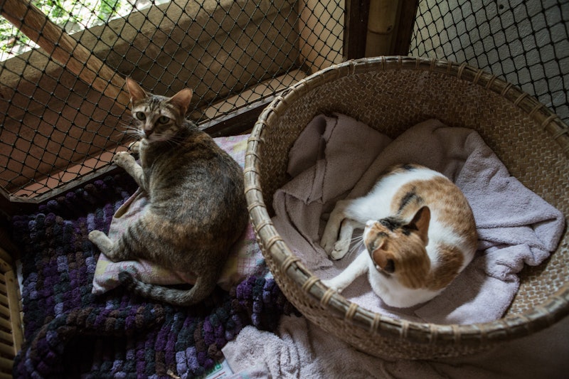 7 Signs Your Cat Might Be Pregnant That You Should Definitely Pay