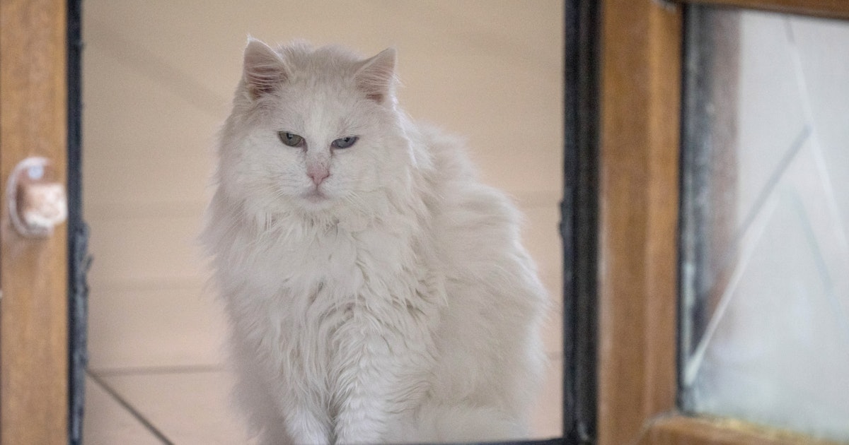 12 Health Problems Cats Can Have That You Never Realized