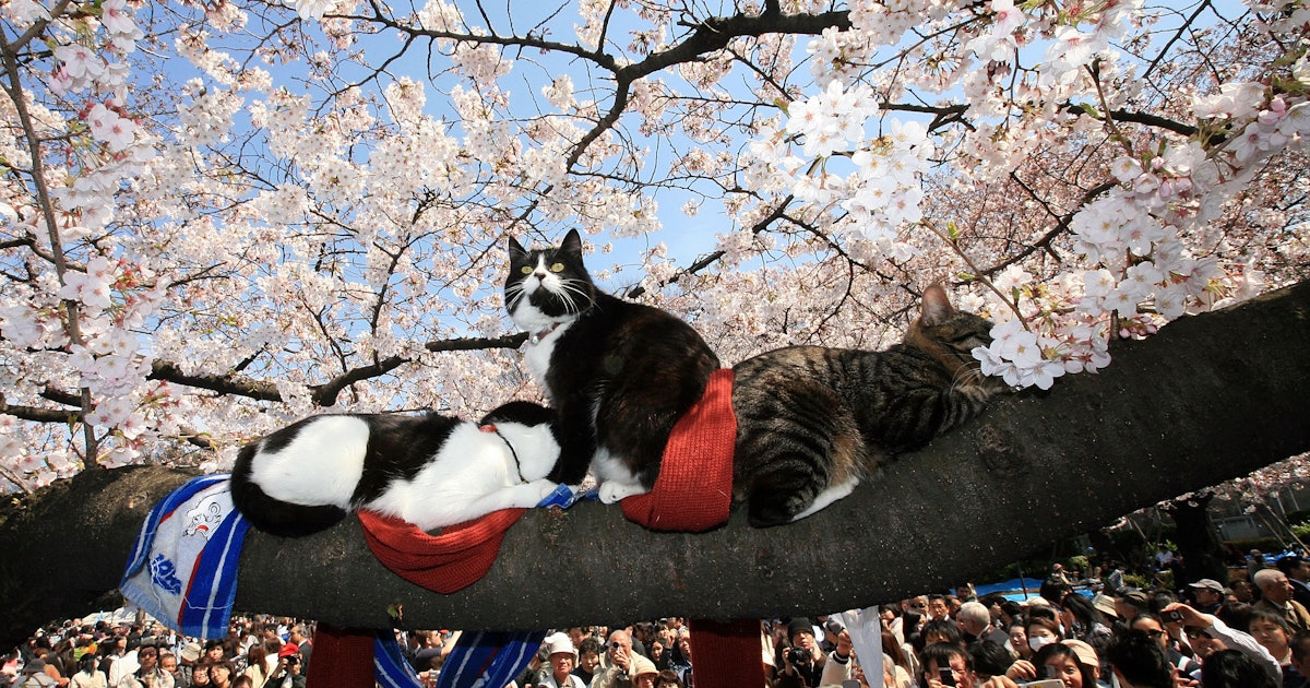 Is My Garden Safe For Cats Here S What To Avoid Planting If You