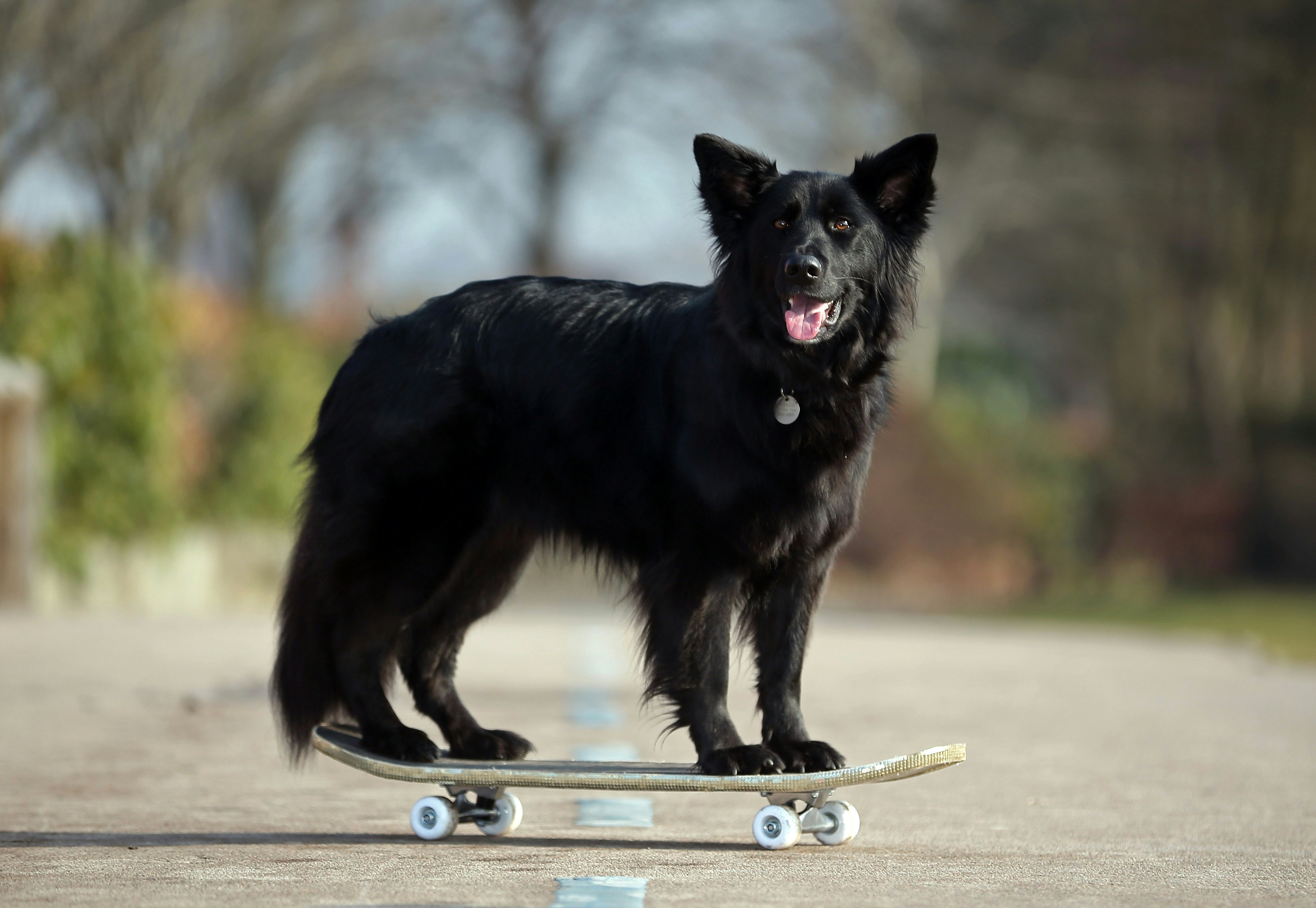 medium active dog breeds