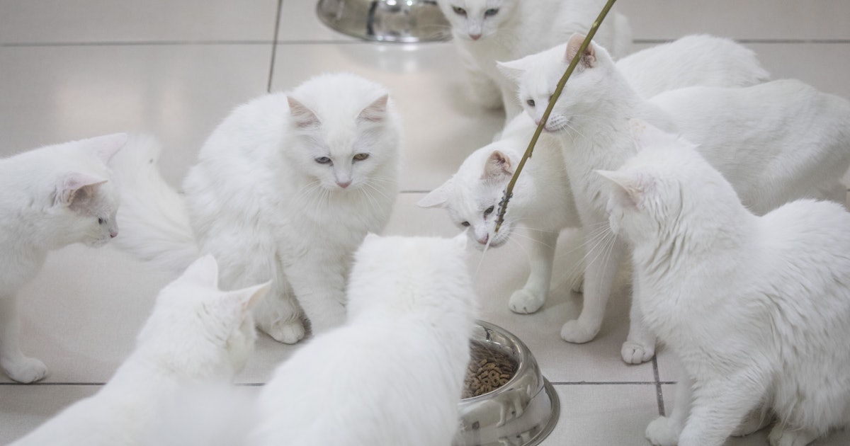 9 Gross Things Cats Do That Actually Make Complete Sense