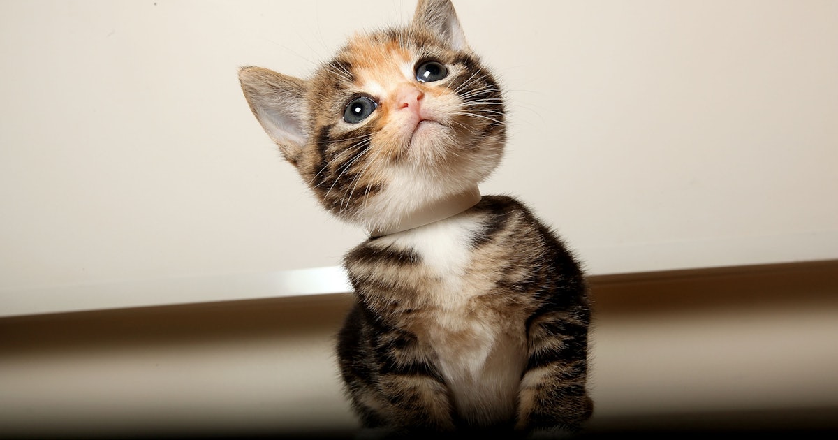 10 Signs Your Cat Has Anxiety What You Can Do About It