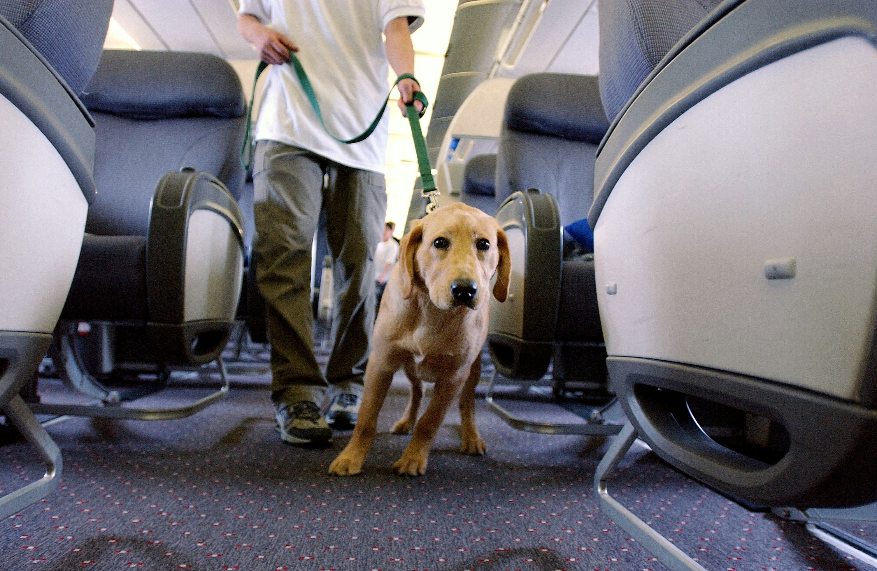 flight travel dog
