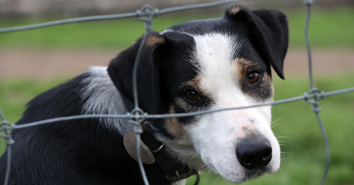 13 Creepy Dog Stories On Reddit That Will Terrify You
