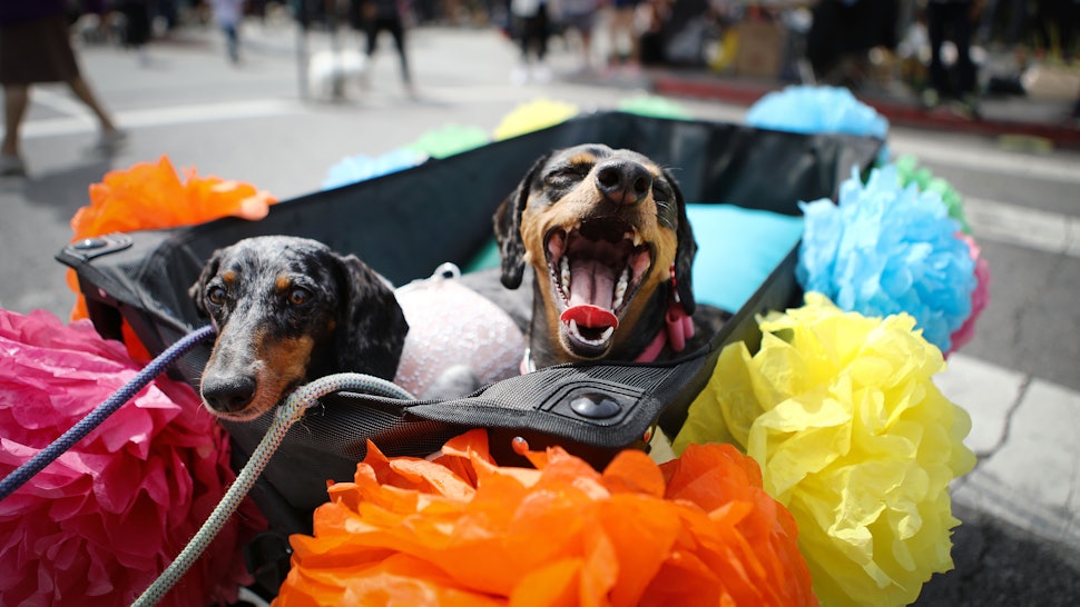 14 Changes Dogs Go Through As They Age That All Pet Owners