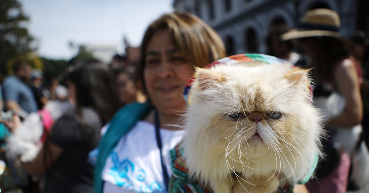 Why Do Cats Knead Everything 7 Bizarre Cat Habits Explained