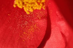 Close up of Yellow pollen on the petal of a red flower