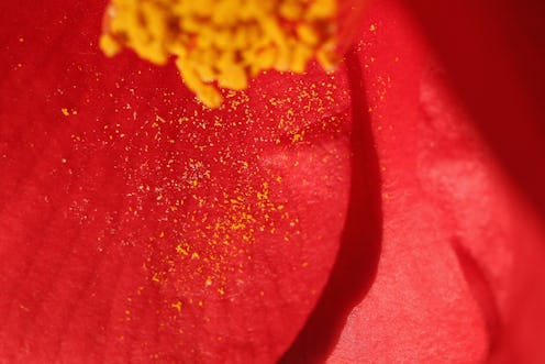 Close up of Yellow pollen on the petal of a red flower